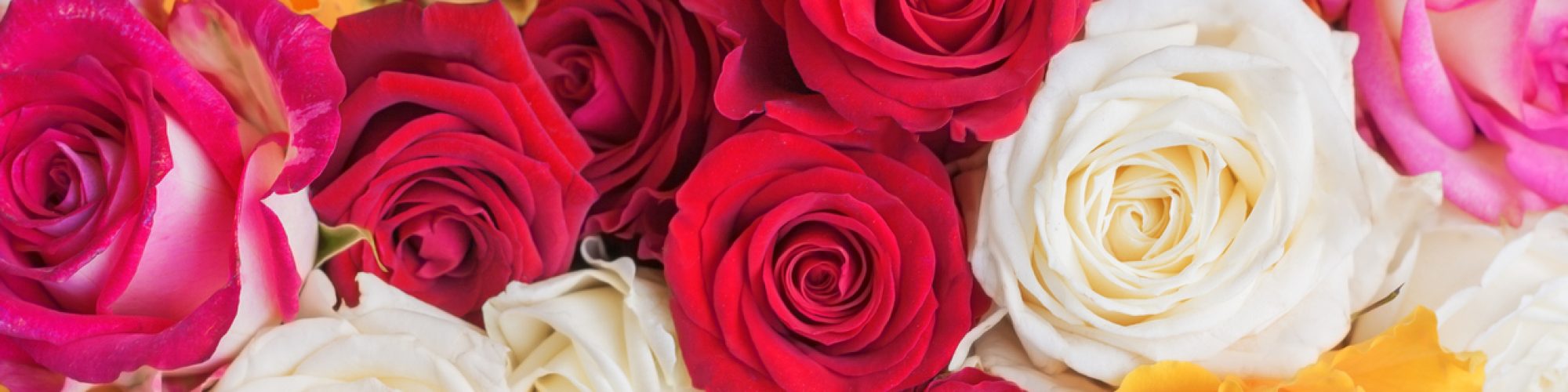 Horizontal image of a bouquet of colorful roses.